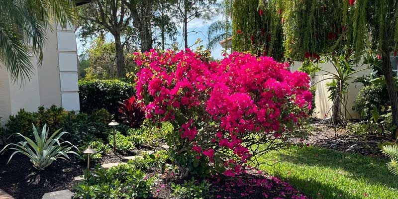 A bush with pink flowers in a garden in front of a house.