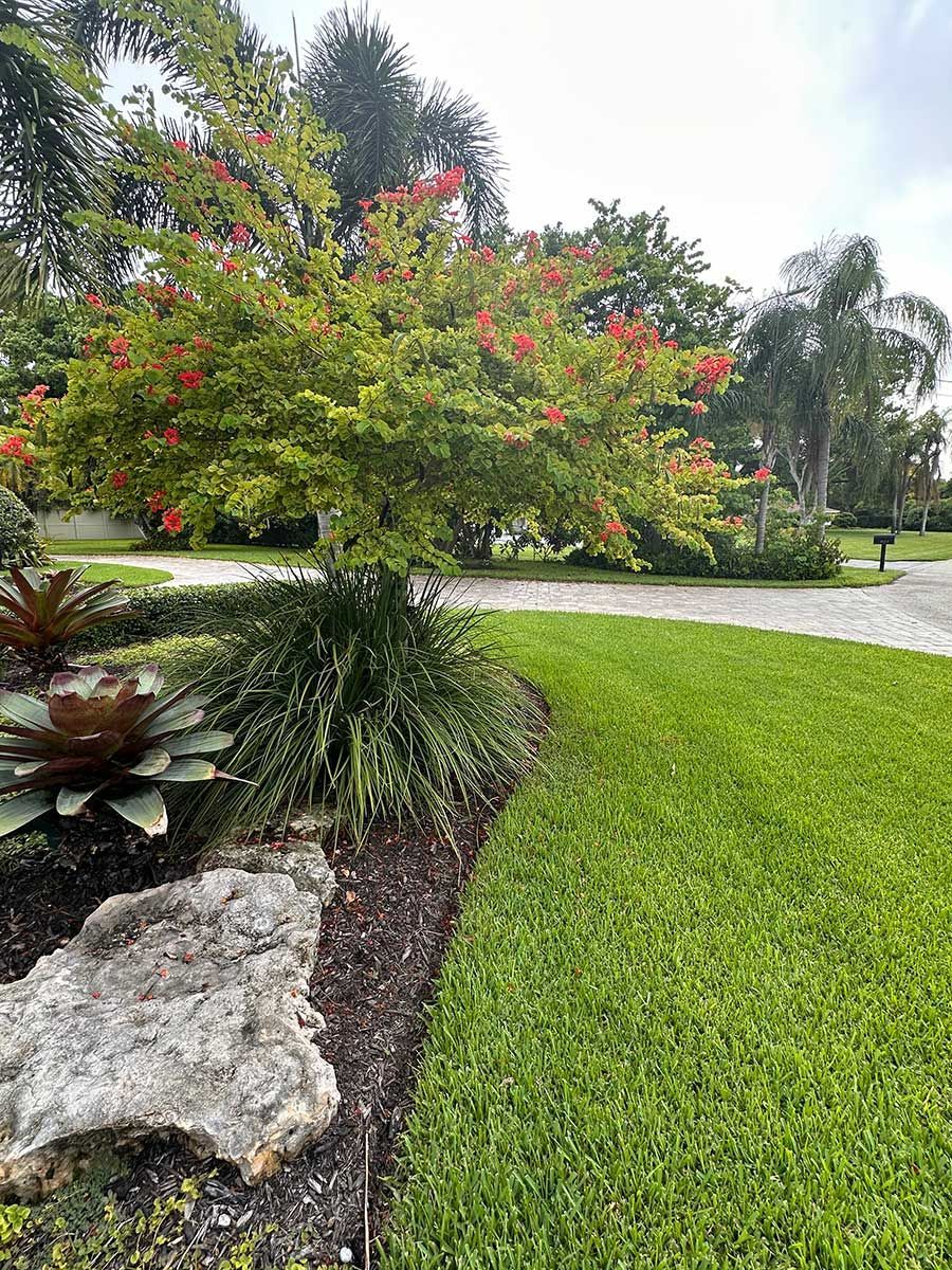 There is a tree with red flowers in the middle of the yard.