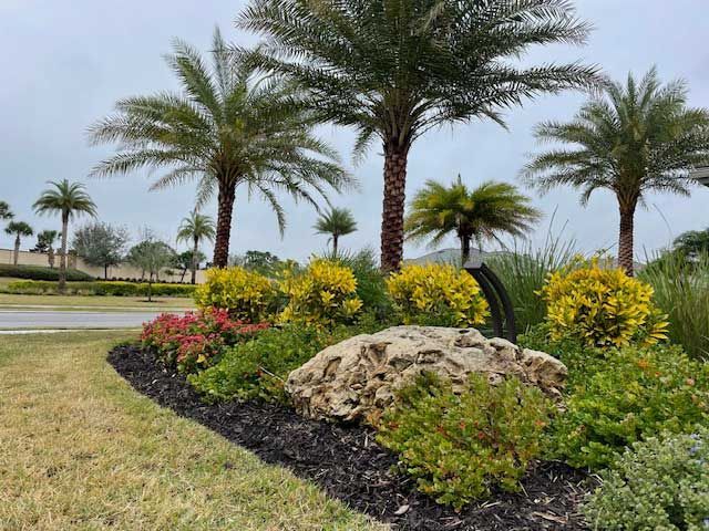 A lush green garden with palm trees and flowers