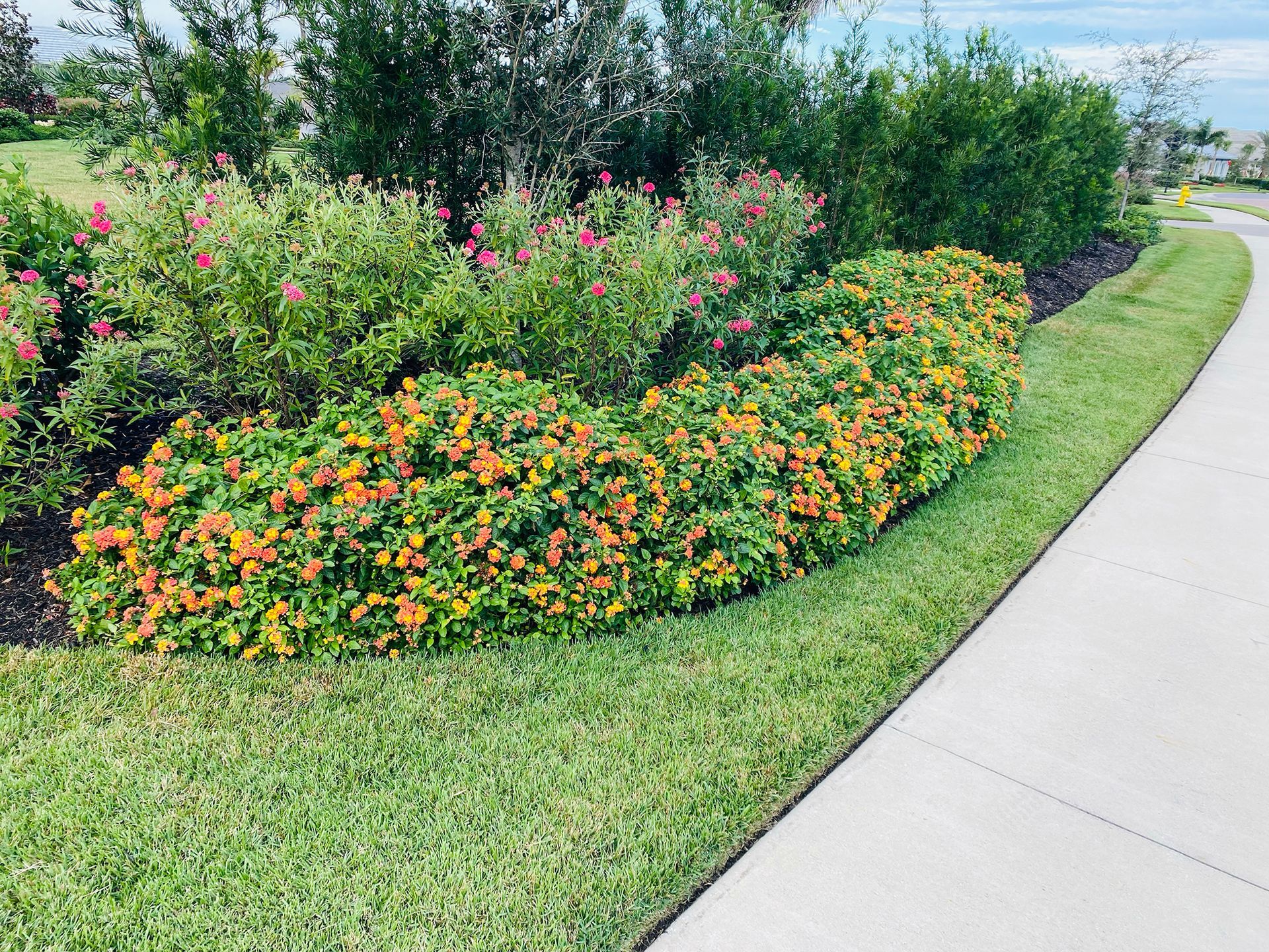 A sidewalk with a row of flowers along the side of it.