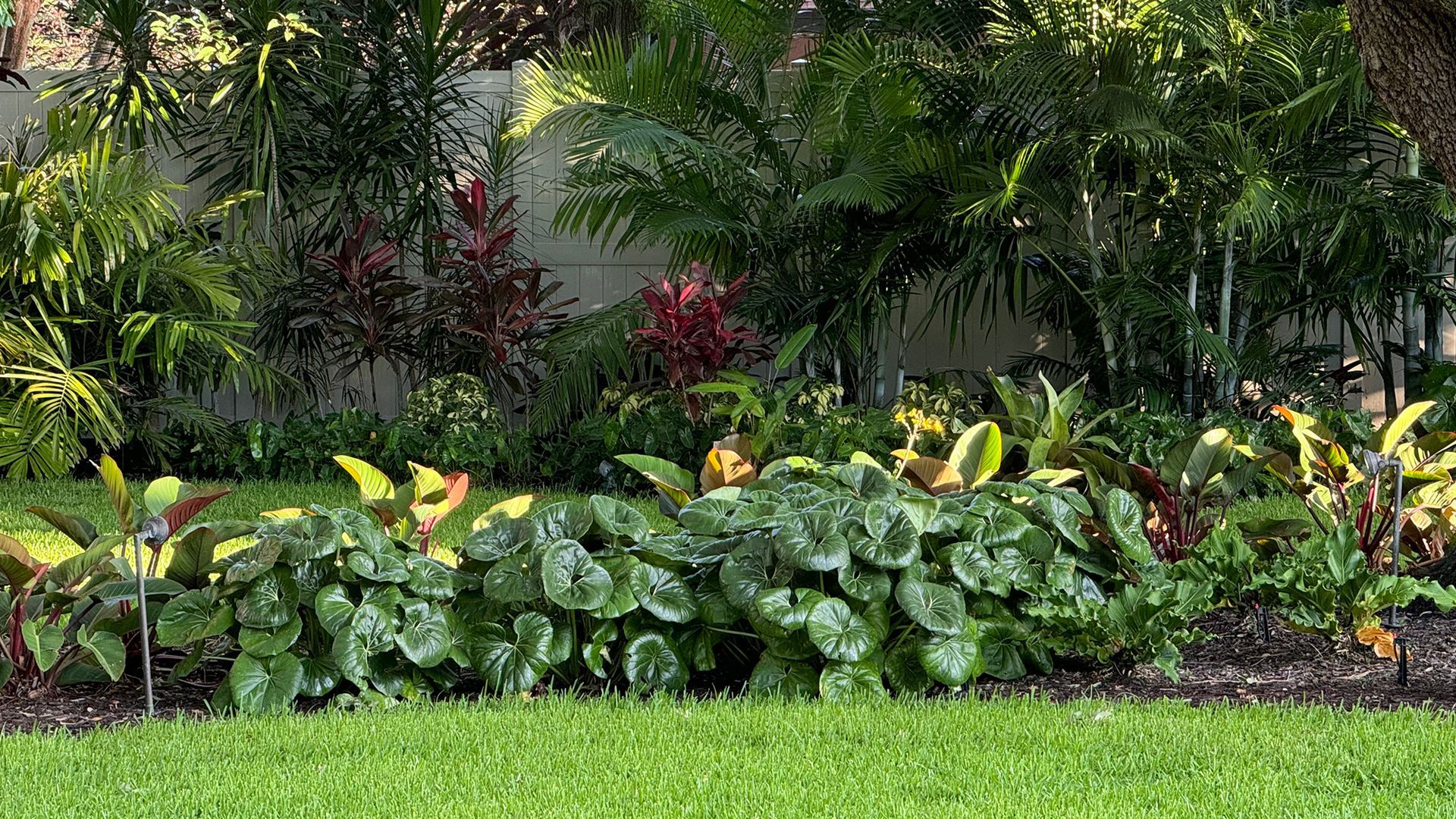 A lush green lawn surrounded by lots of plants and trees.