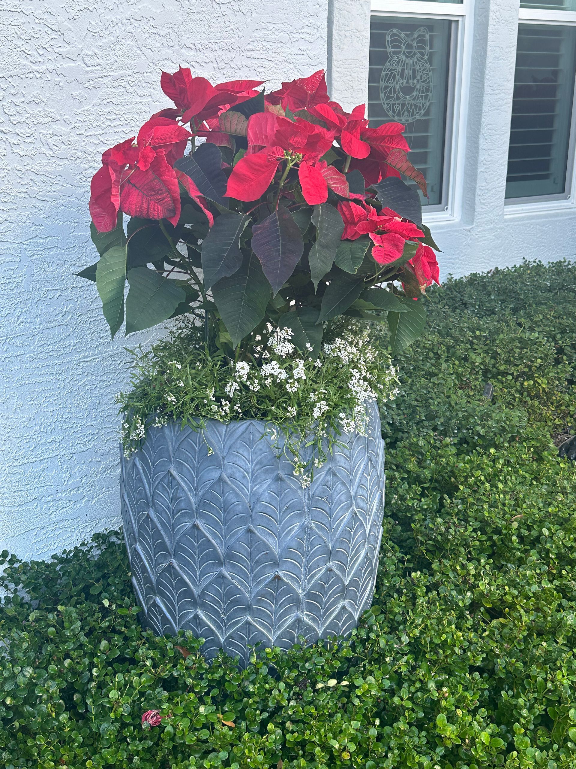 A potted plant with red flowers and white flowers