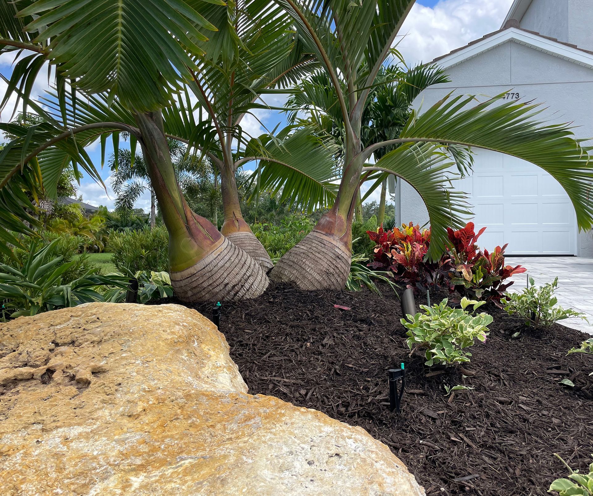 A lush green garden with palm trees and a large rock in front of a house.
