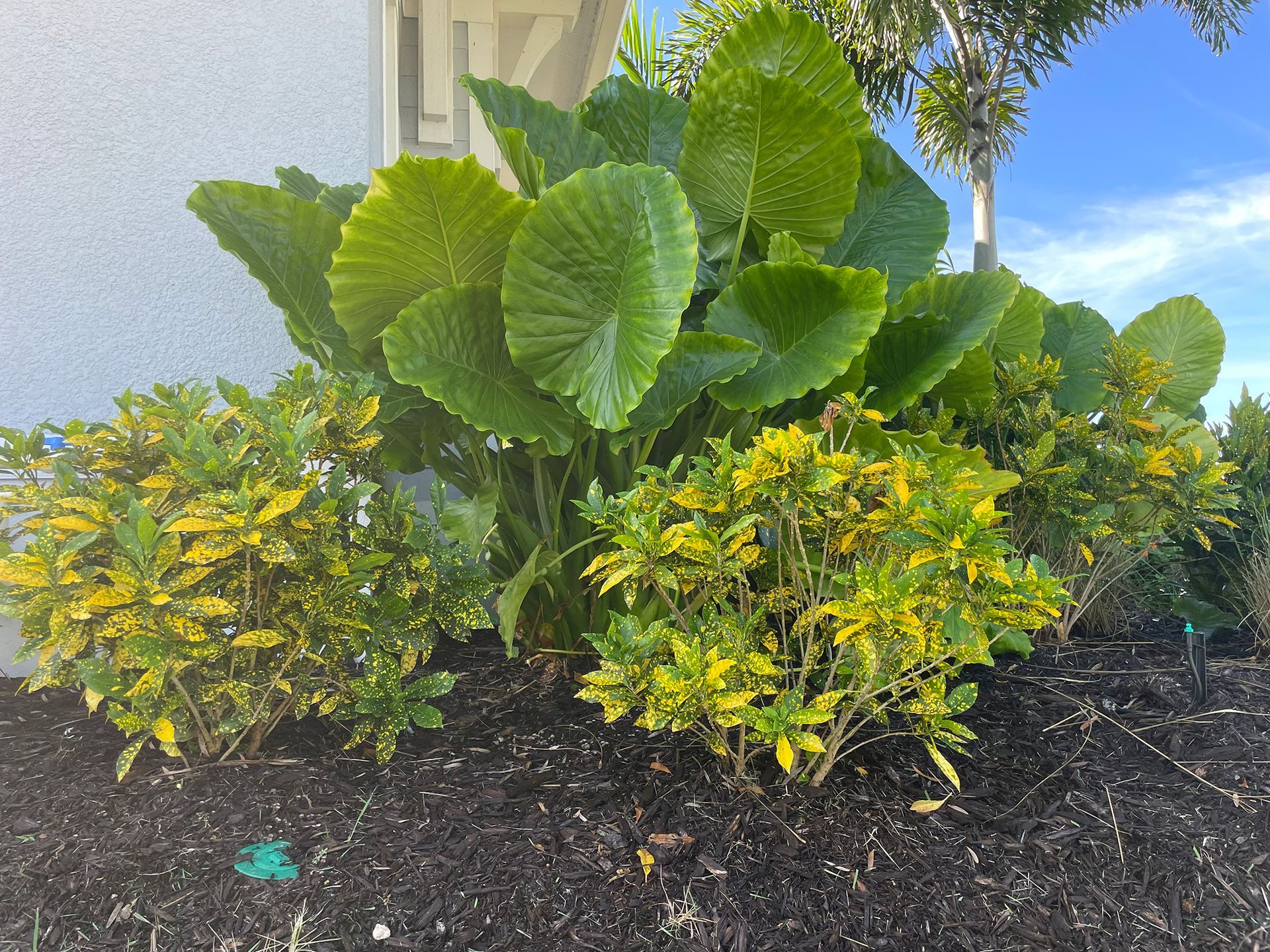 A bunch of plants are growing in front of a building