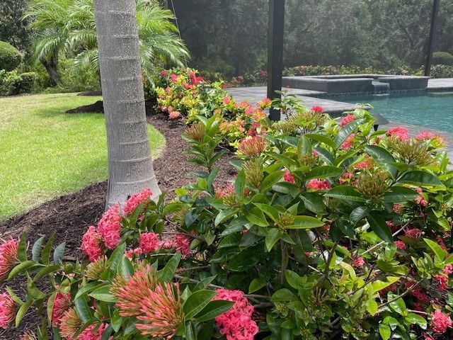 Pink flowering plants border a landscaped area near a swimming pool, palm tree in view.