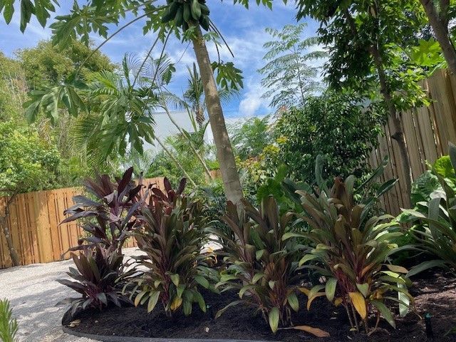 Tropical garden with cordyline plants, papaya tree, and wooden fence.