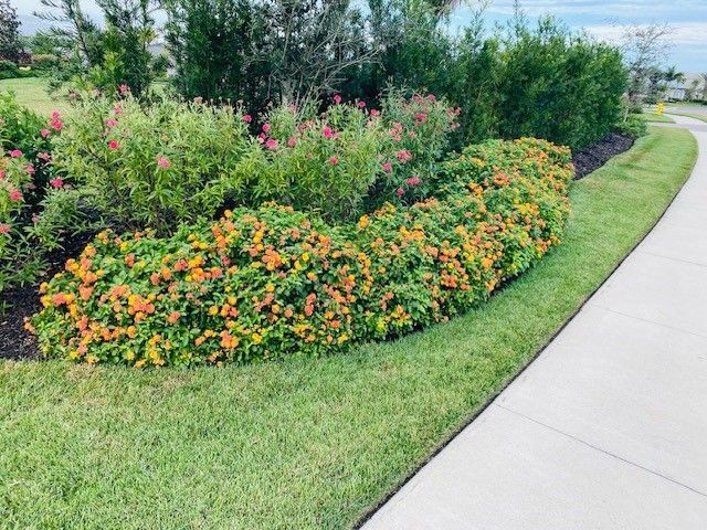 Curved flower bed with orange and pink blooms beside a sidewalk, dark mulch, and green grass.