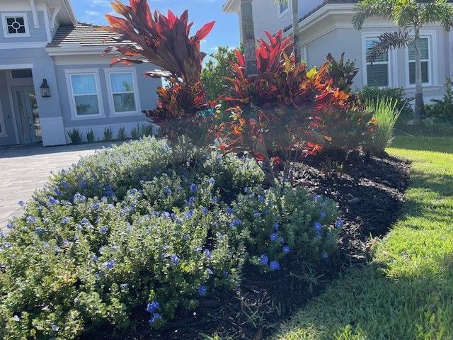 A landscaped garden bed with blooming lavender bushes, red plants, and a house in the background.