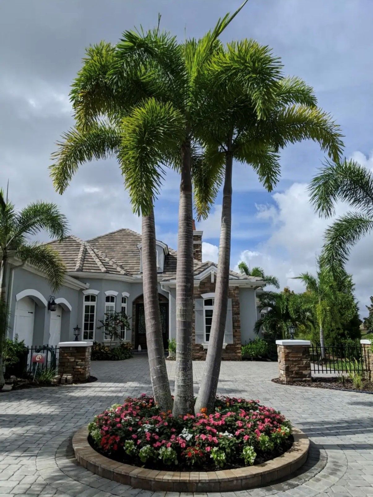 Three tall palm trees with green fronds surrounded by colorful flowers, in front of a house.