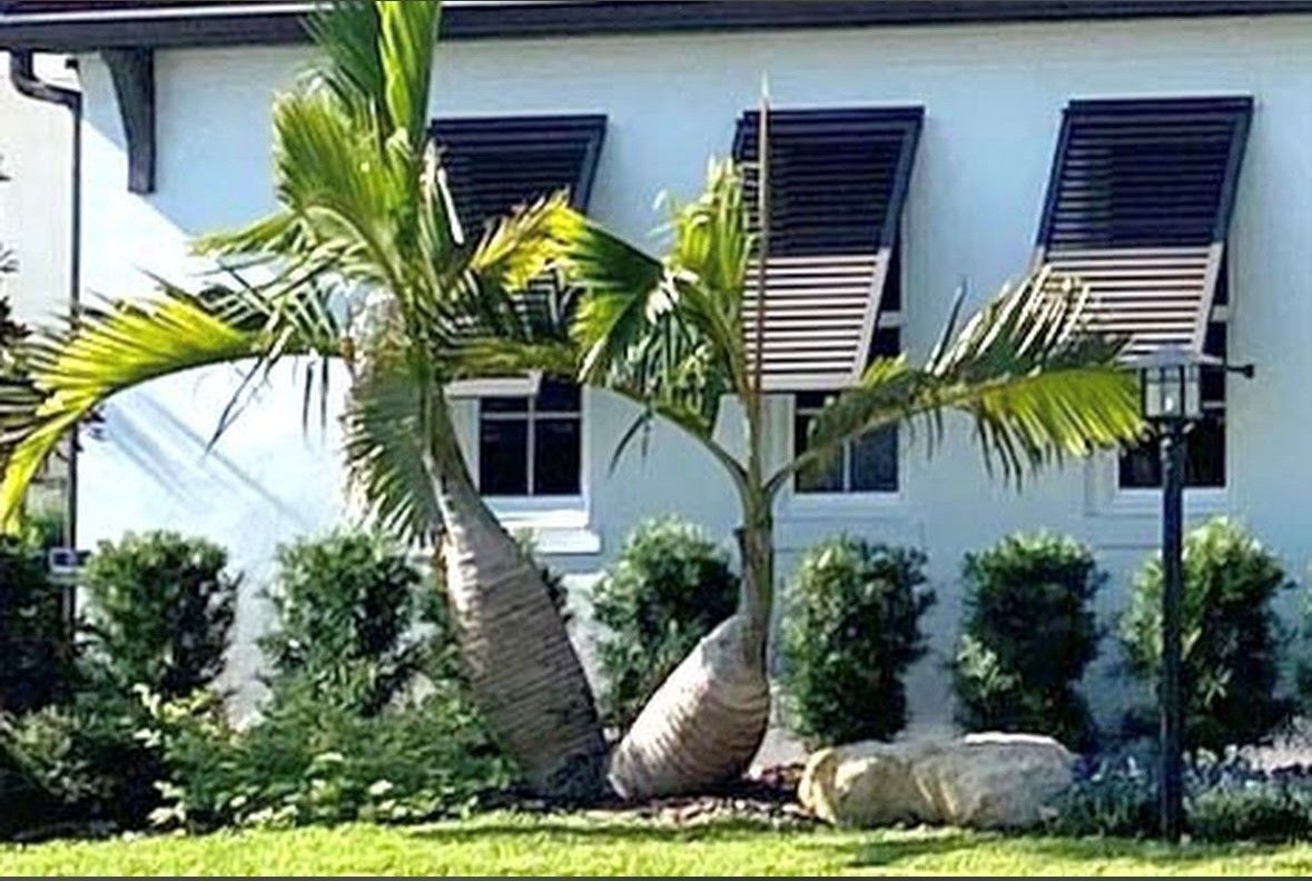 Palm trees in front of a light blue building with black shutters, a light, and shrubbery.