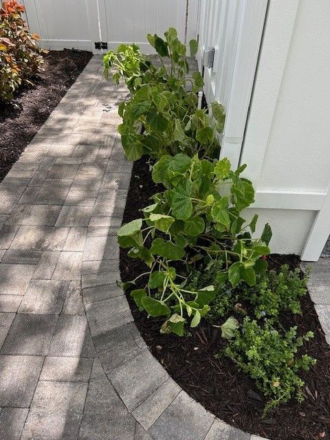 Paved walkway with a garden bed along a white fence, filled with green leafy plants and fresh mulch.
