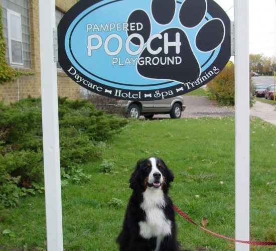 Bernese Mountain Dog sits in front of "Pampered Pooch Playground" sign with daycare, hotel, spa, and training services.