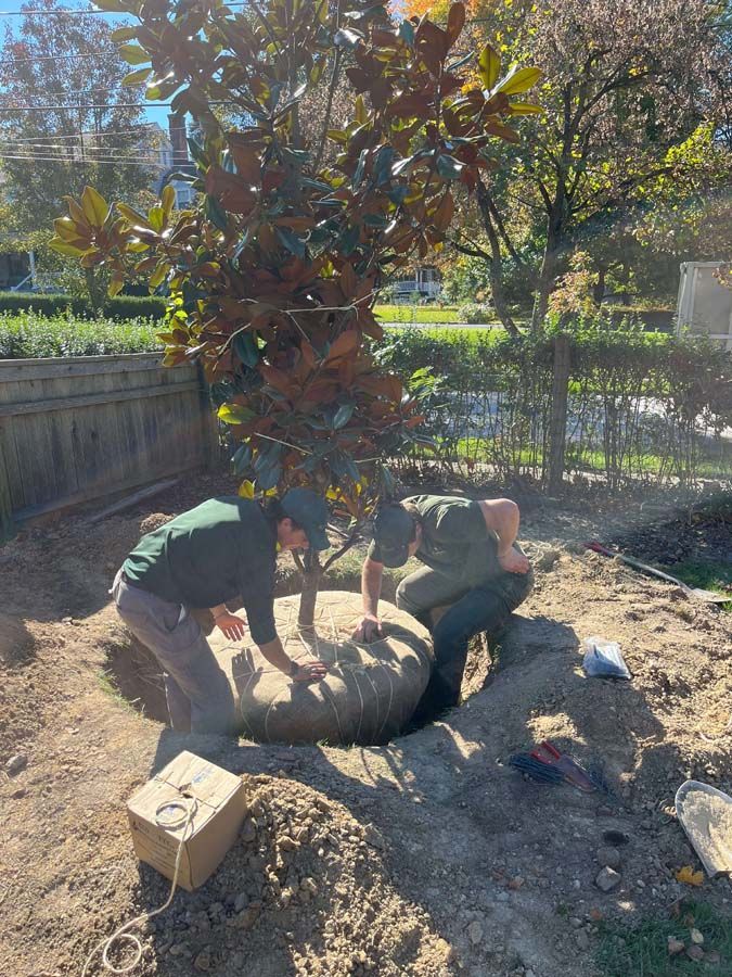 A group of people are planting a tree in a yard.