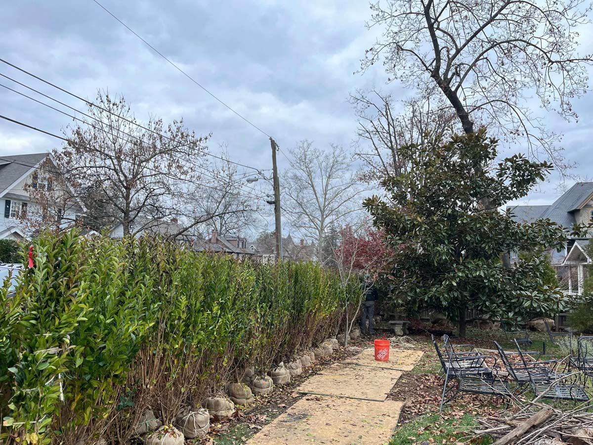 A dirt path leading to a house surrounded by trees and bushes.