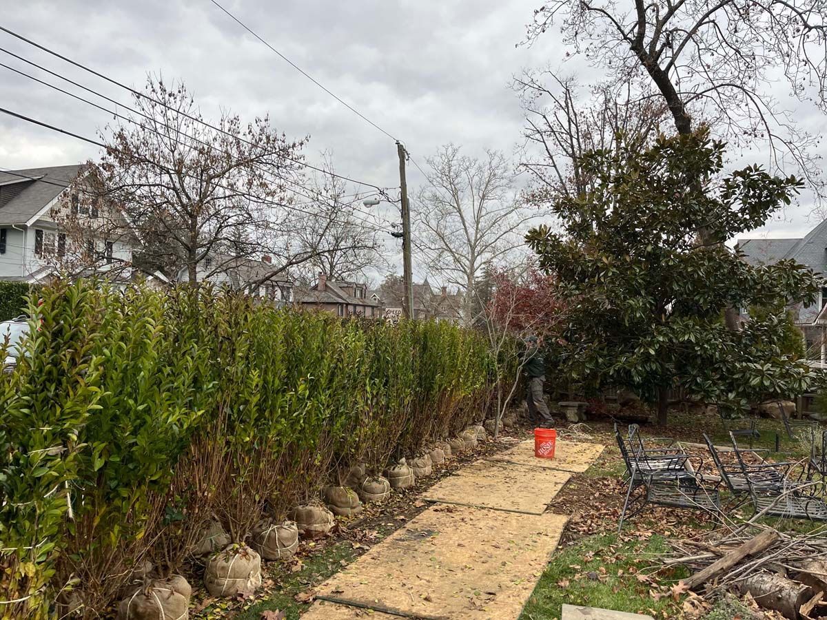 A path in a backyard surrounded by trees and bushes on a cloudy day.