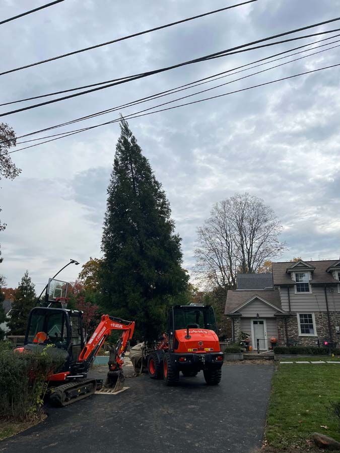 A tractor is cutting down a christmas tree in front of a house.