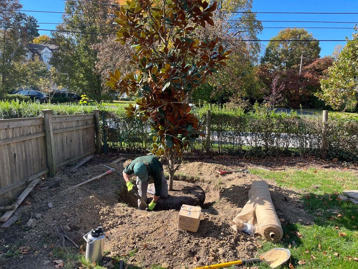 A man is planting a tree in a backyard.
