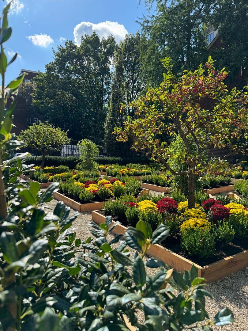 A garden filled with lots of plants and flowers on a sunny day.