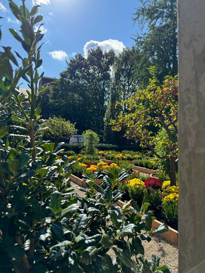 A garden filled with lots of plants and flowers on a sunny day