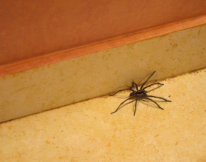 Spider