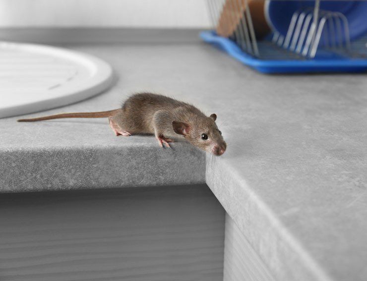 Rodent