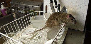 Rodent Control Services and Programs