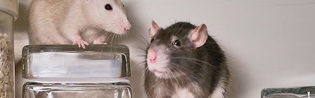 Rodent Control Services and Programs