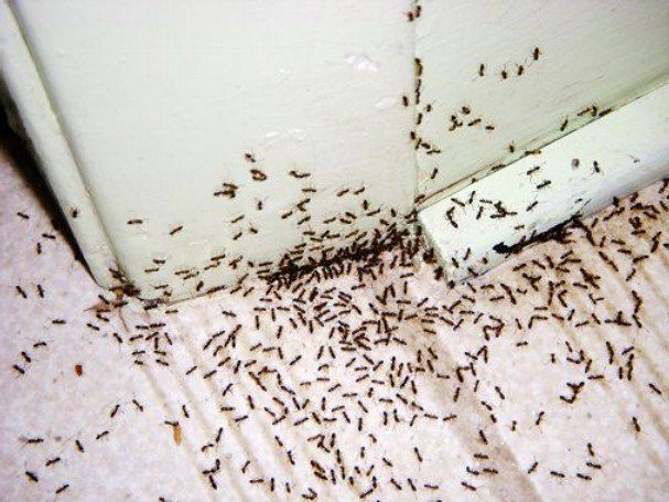 Ants