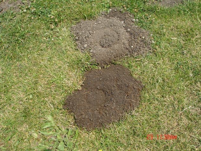 Fresh vs old gopher mound
