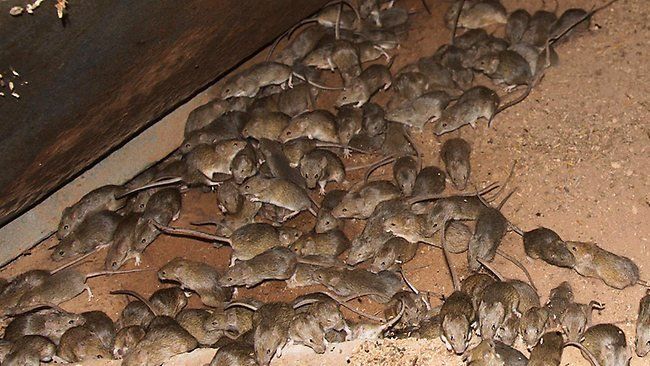 Mice plague