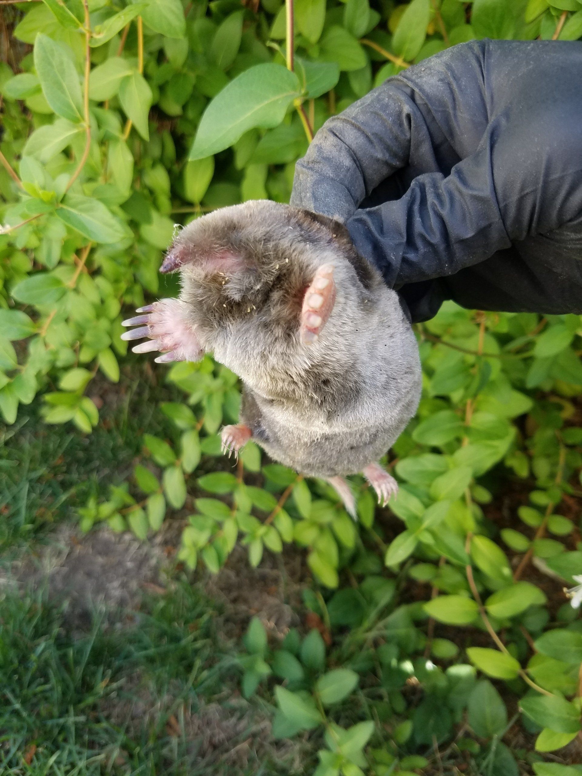 mole