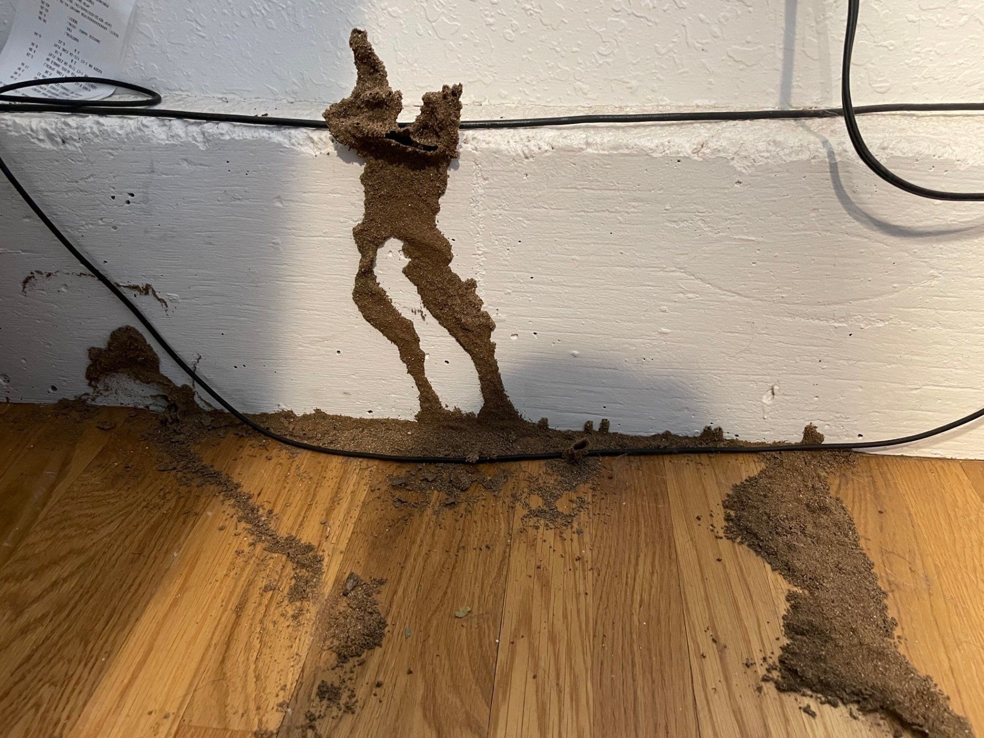 Termite tubes