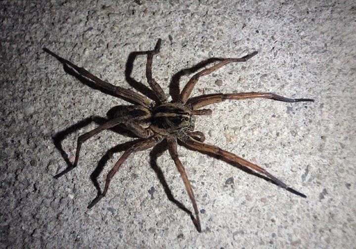 wold spider