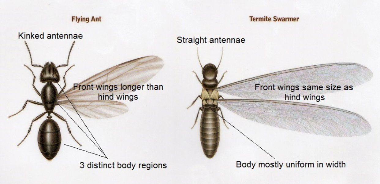 Termite vs ant