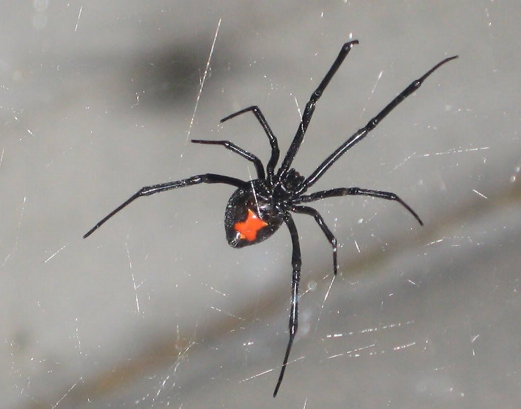 black widow