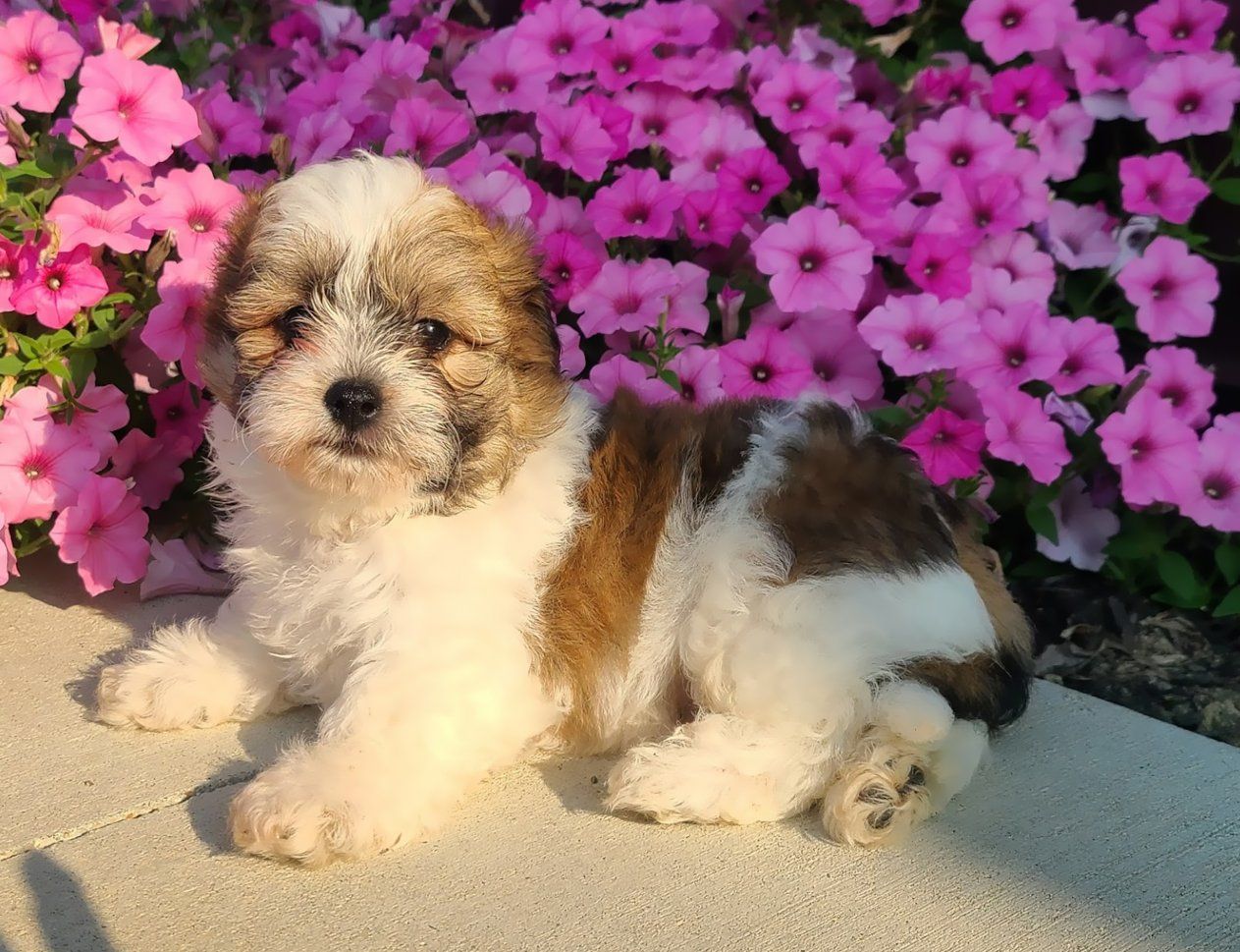 Puppy Breeder Meadow Pond Puppies Arthur, IL