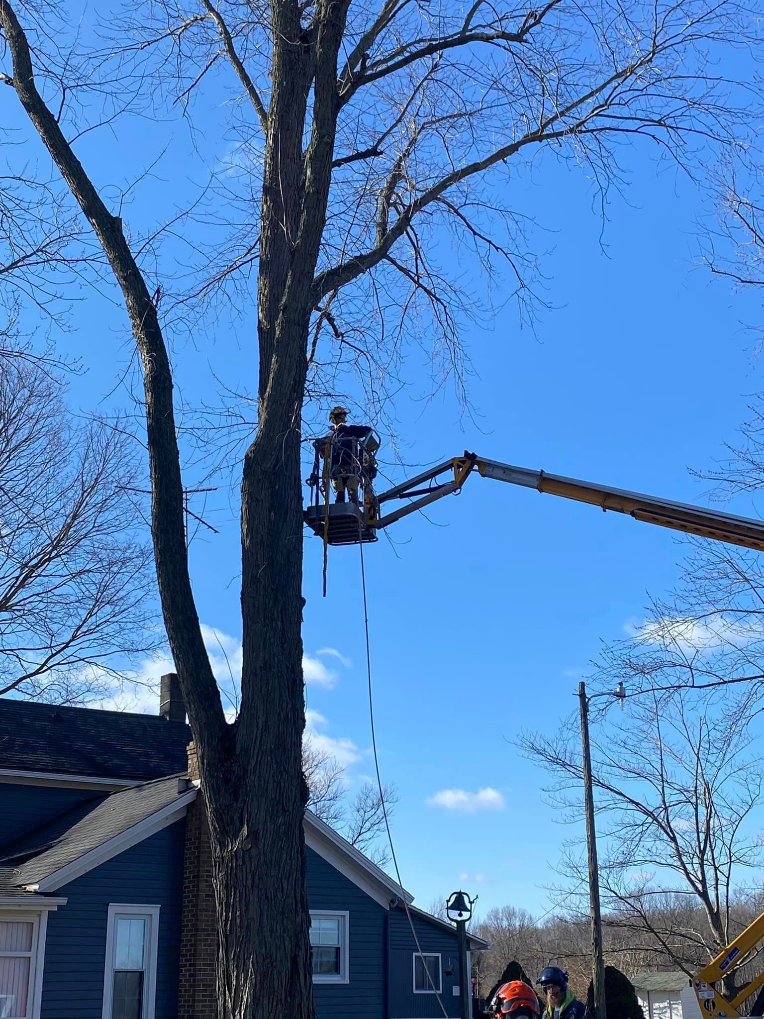 A man in a bucket is cutting a tree in front of a house.
