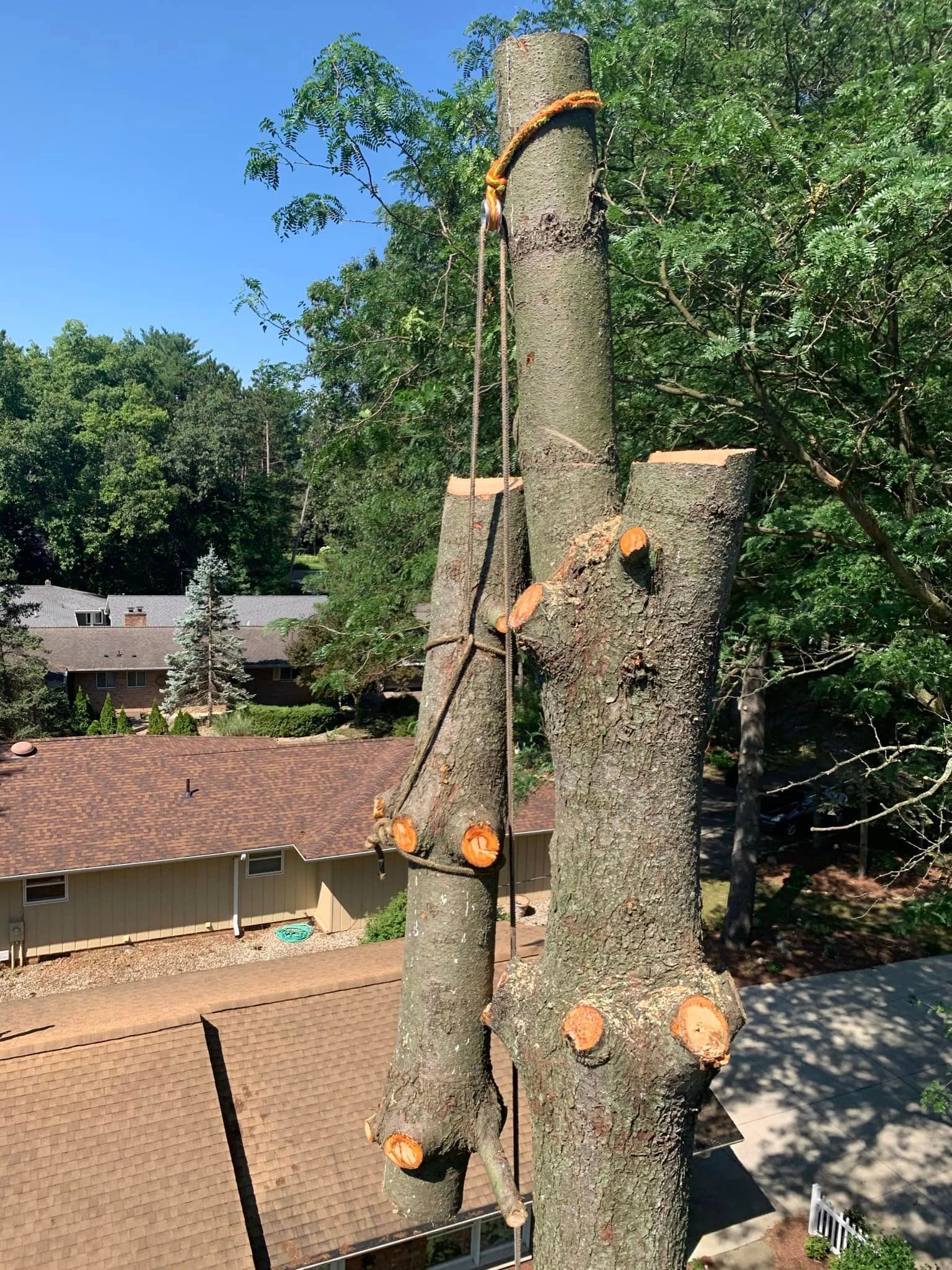 A tree is being cut down in a backyard with a house in the background.