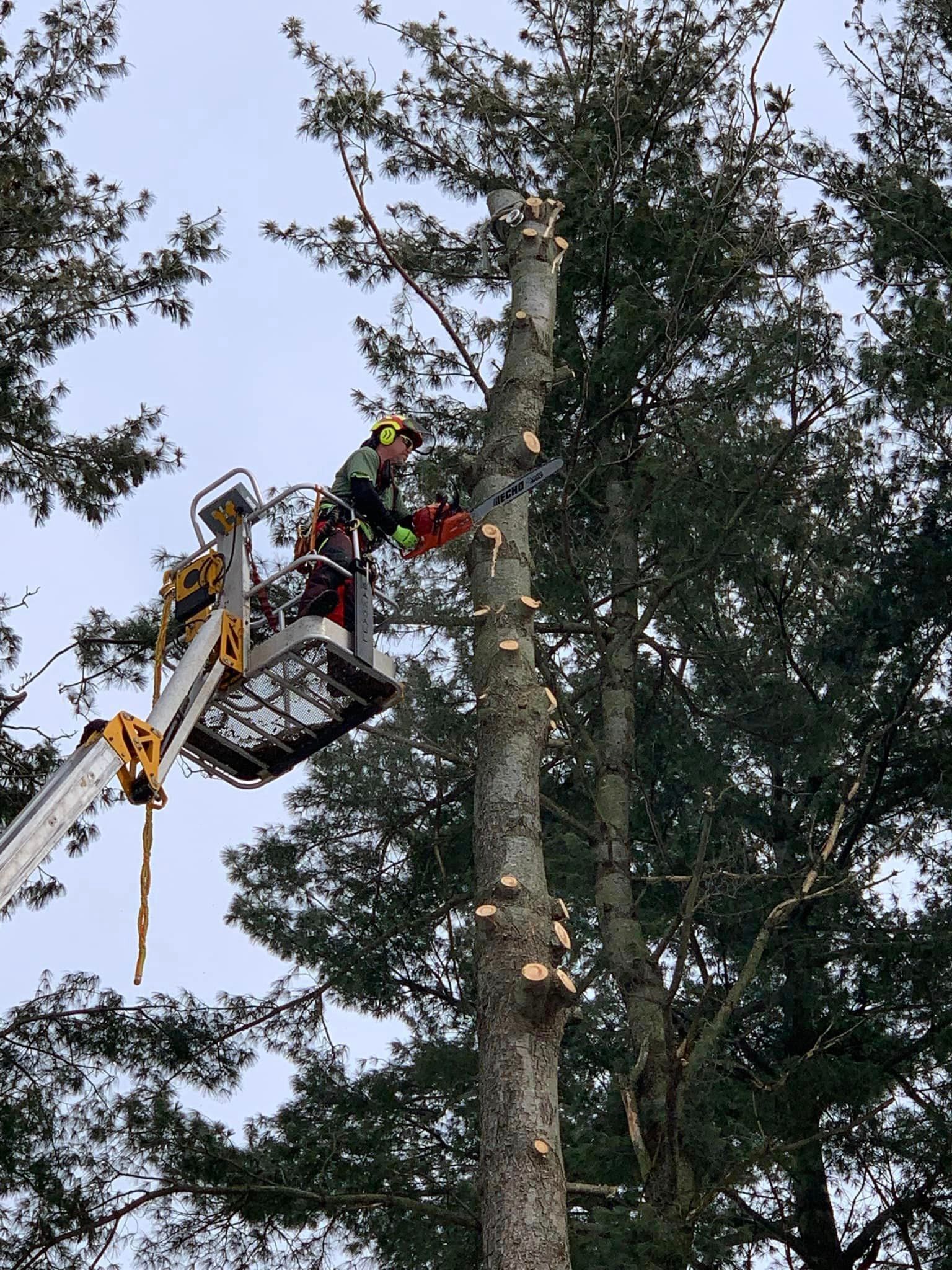 A man is cutting a tree with a chainsaw from a crane.