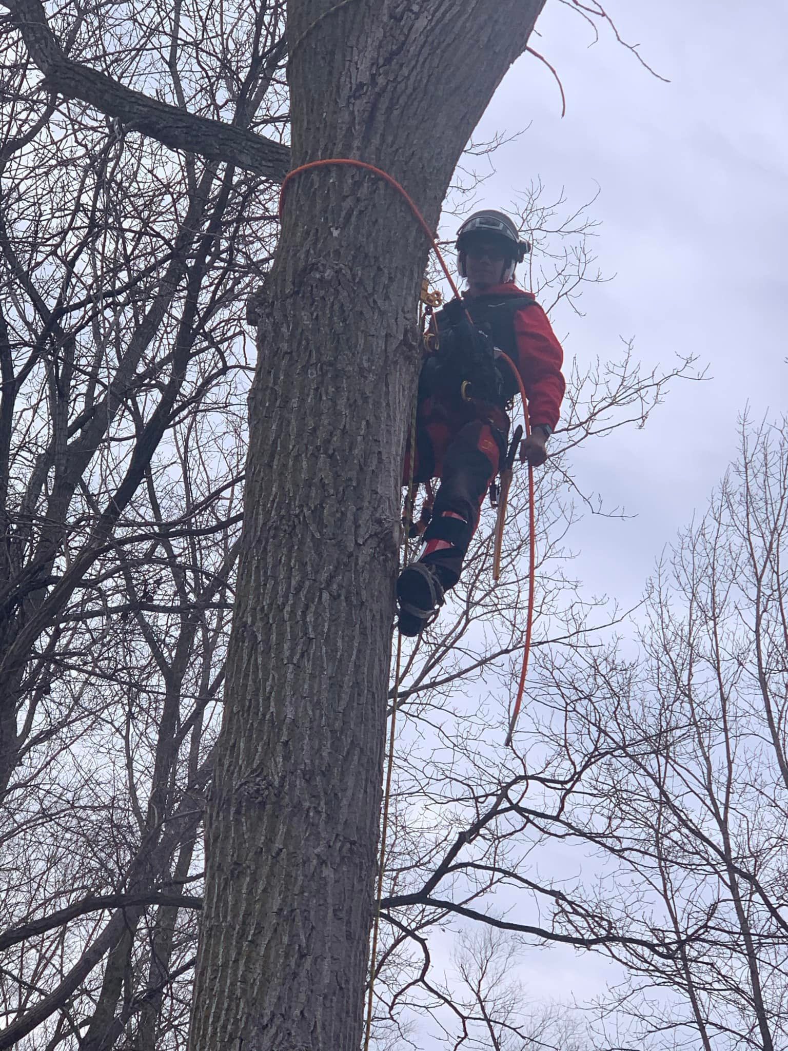 A man is climbing up a tree with a rope.