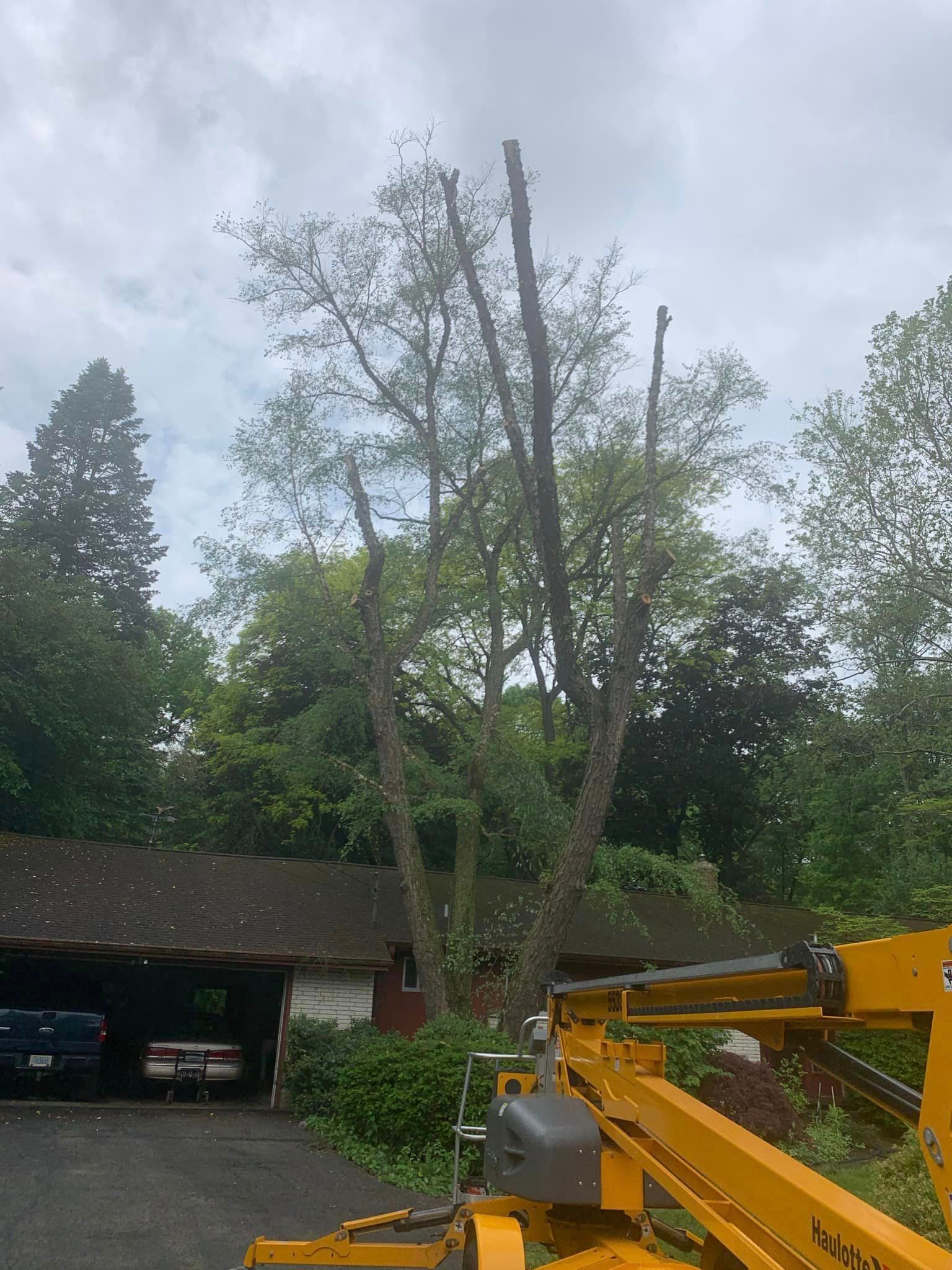 A yellow crane is cutting a tree in front of a house.