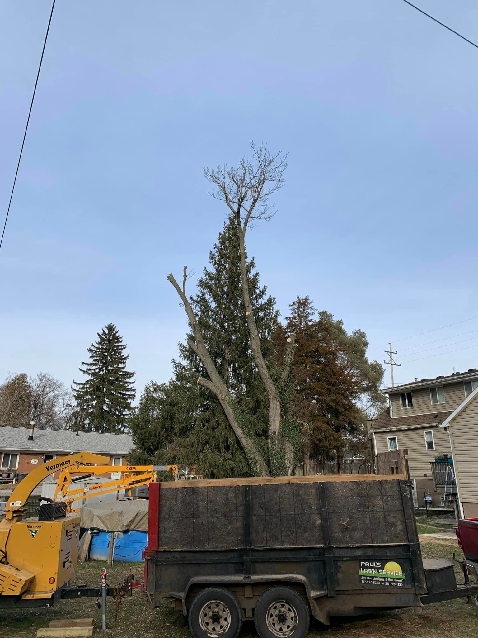 A large christmas tree is sitting on top of a trailer.