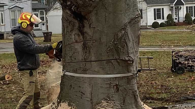 A man is cutting a tree with a chainsaw.