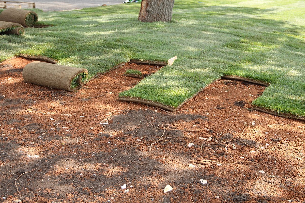Fescue sod
