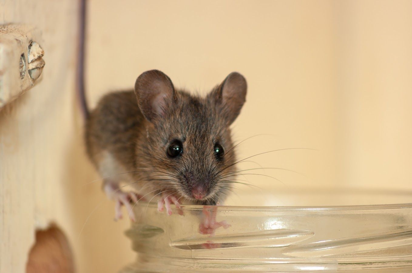 A small gray mouse with large ears and whiskers peeking over the rim of a glass jar.