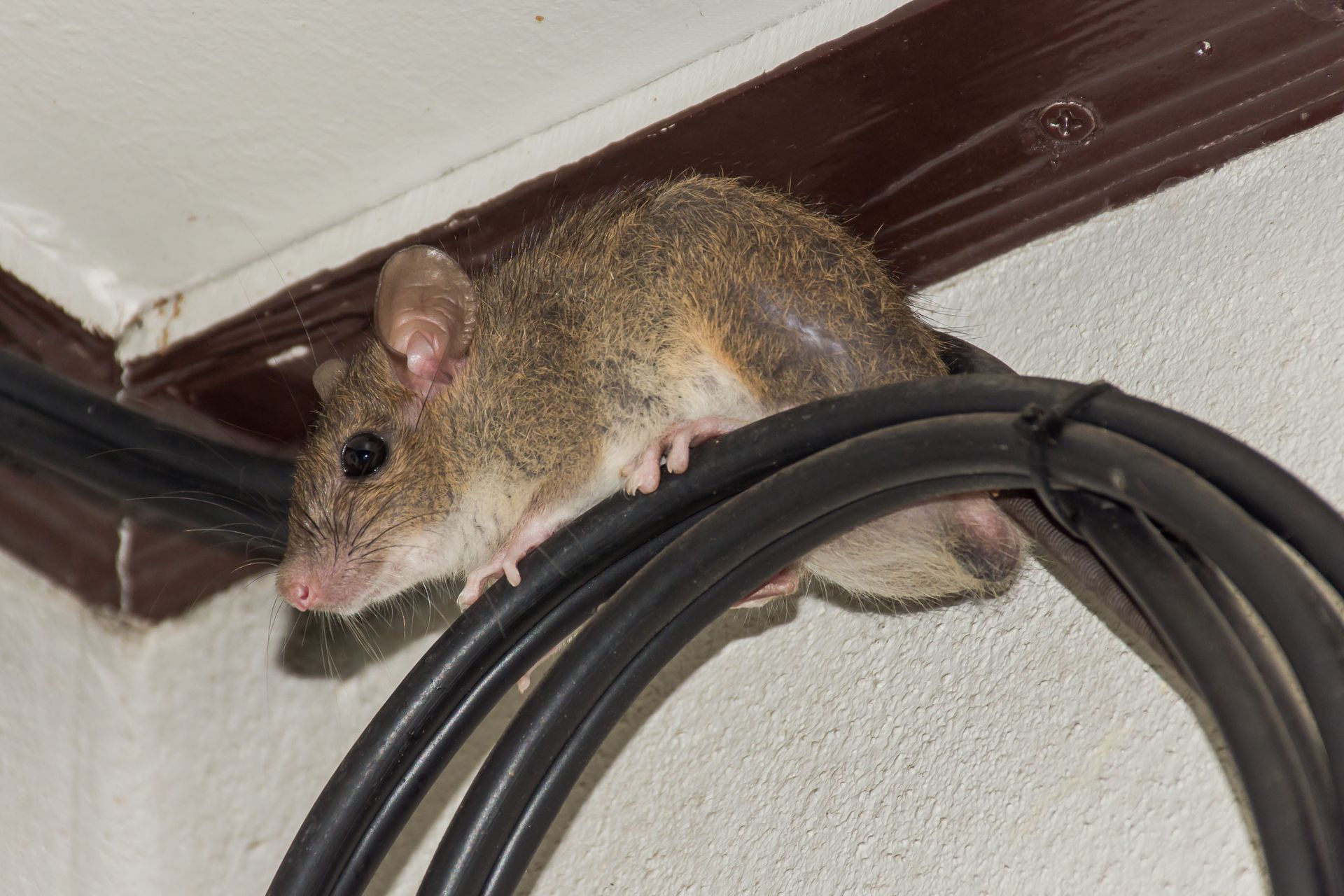 Mouse perched on a loop of black electrical cables near a white wall and brown trim.