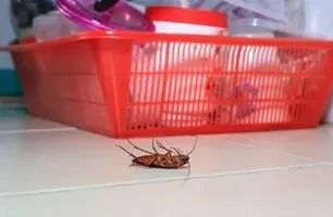Dead cockroach on tile floor near a red storage basket.