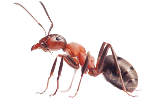 A side view of a red-and-black ant against a white background.