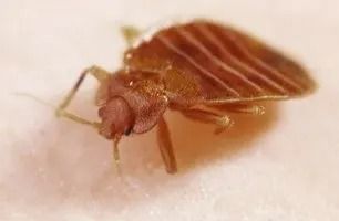 Close-up of a brown bed bug with segmented body and legs, on a light-colored surface.