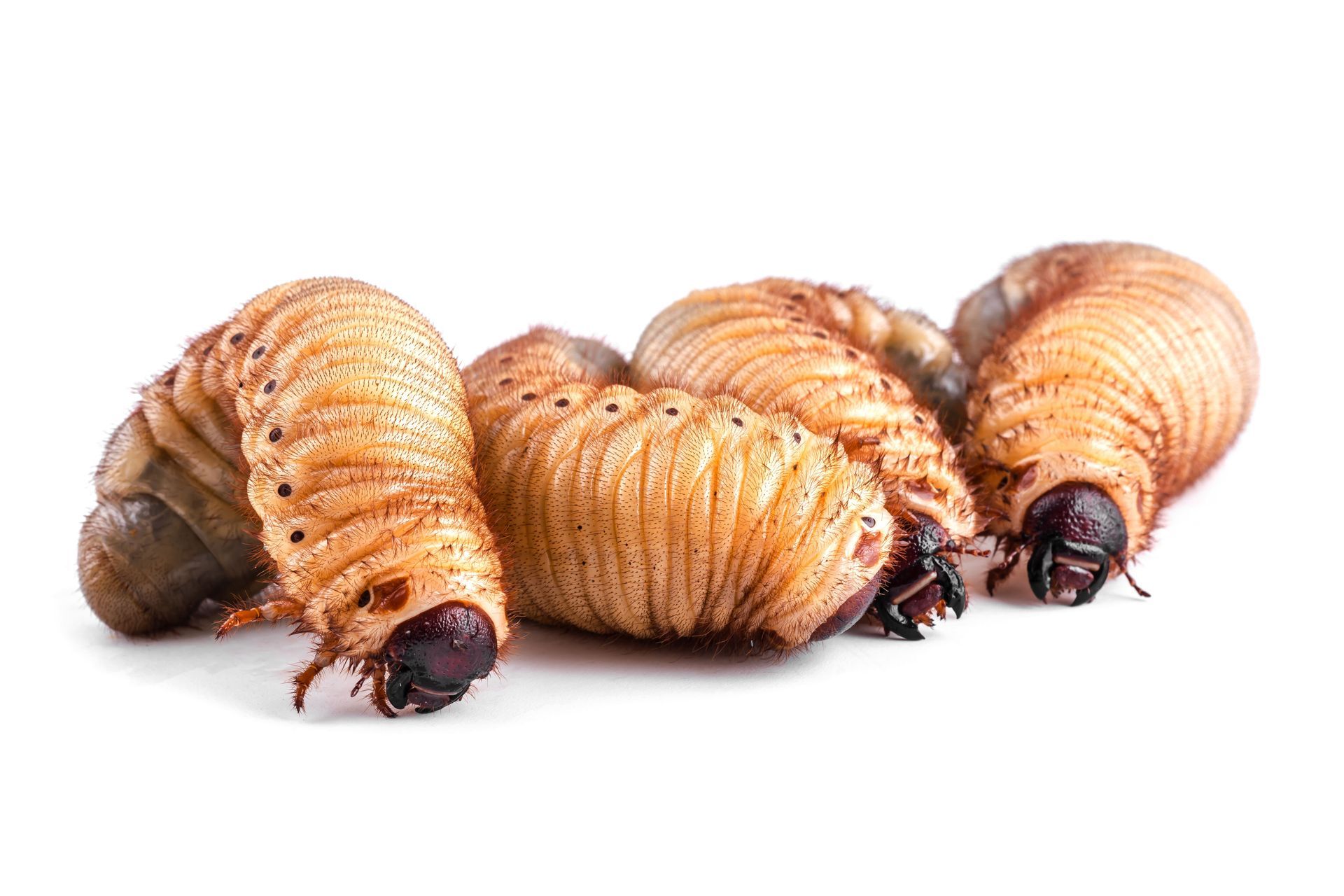 Four thick, pale beetle larvae with brown heads and legs resting together against a white background.